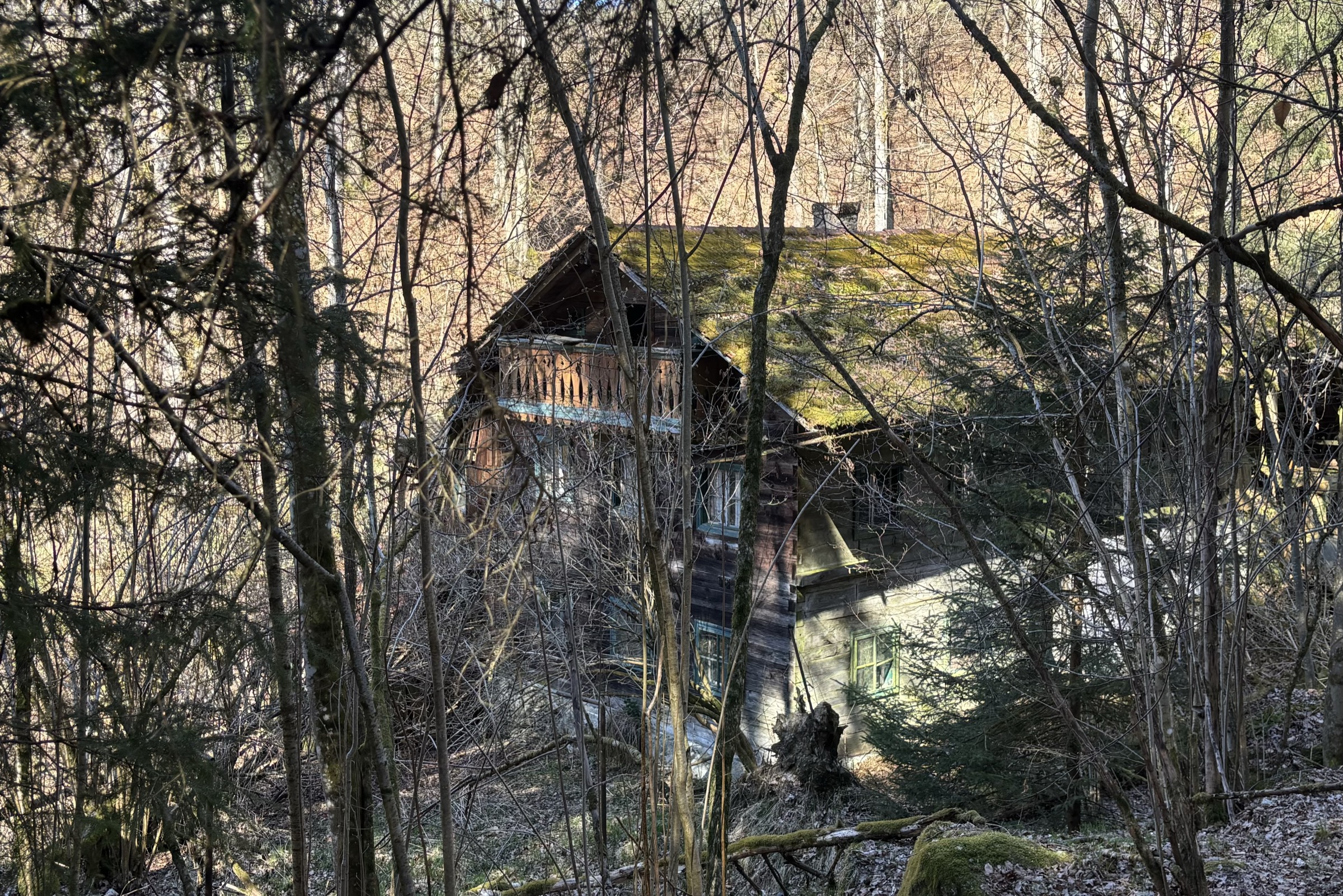 A House with Roots 1